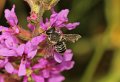 04 cf tuinbladsnijder Megachile centuncularis m op kattenstaart Stalberg De Hamert_resize